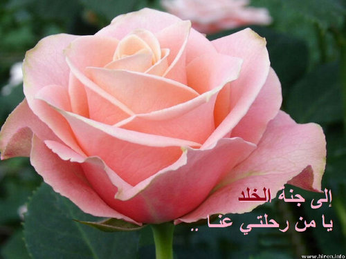 هذا الحساب صدقة جاريه للمرحومه بإذن الله : عيده الدوسري .. أم صالح ( اللهم أرحمها واغفر لها وآنس وحشتها ).