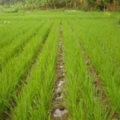 Akun Twitter untuk berkumpulnya Warga Nanggulan+Kulon Progo | #InfoNanggulan #BeritaKulonProgo | Contact: NanggulanKP@yahoo.com
