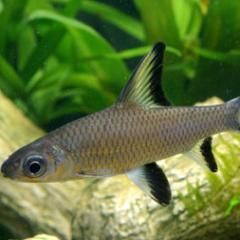 Sagar Fish Aquarium is fresh and large fish wholesaler. With fast delivery and low prices so if you are interested.