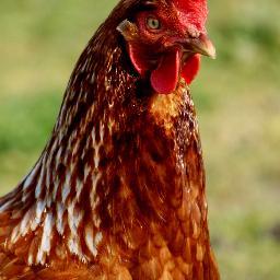 Always clucking- loves all things healthy , wholesome and homemade, esp my offspring