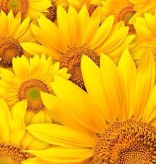 اعشق الورد والسفر✈ والليل احب الطبخ والقراءه رجائي صلاح ابنائي ♥ ورضا ربي غايتي♥♥