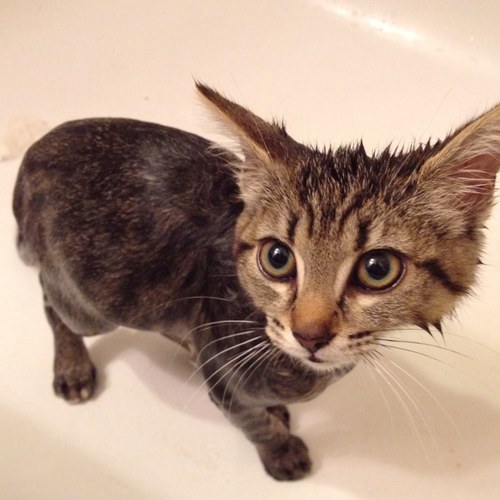 Bananabrianna80's profile picture. Avid Geocacher. Metal Detector hobbyist. Lover of books.