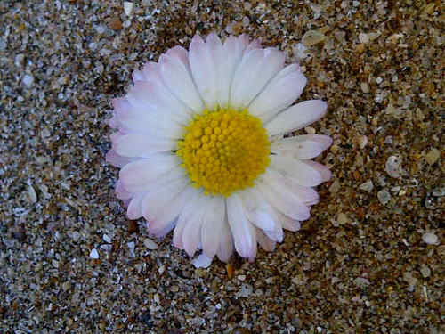 librosnoe's profile picture. 