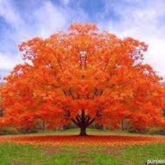 Tree expert, professional arborist, tree surgeon. All professional tree work undertaken.  Follow us for tweets from the trees.  uktrees@aol.com