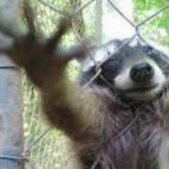 CLuchin's profile picture. 