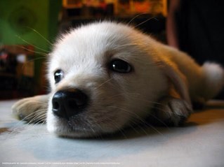Nice pictures of the sweetest pets from world.
Only the best pictures.