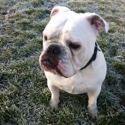 PJWoodcock's profile picture. Don't be fooled by my cute face and lack of testicles...
Follow @steviedawson to speak to my owner