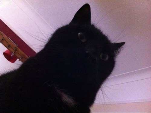 pronouns: cat