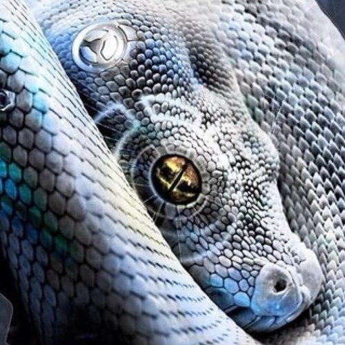 @morpheuspythons