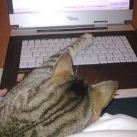 Clare Halkyard (@msscoobycat) 's Twitter Profile