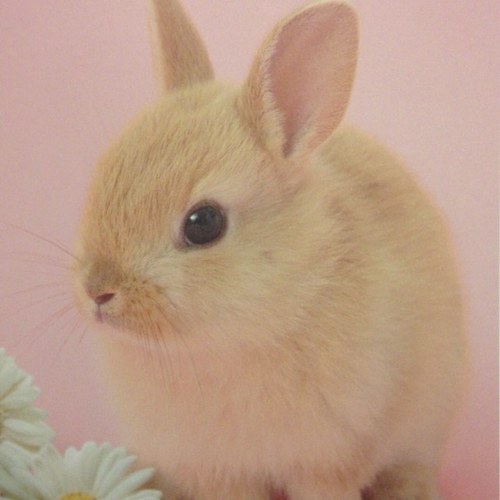 ゆぅみんさんのプロフィール画像