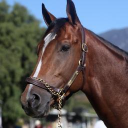 Owned by Glenn Sorgenstein & Josh Kaplan of WC Racing, I won the SA Derby, ran in the KY Derby & Preakness and won the Breeder's Cup Dirt Mile in 2013.