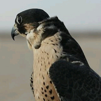 3athbAlm3ane Profile Picture