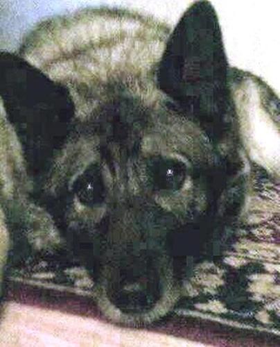 Self Employed, Rescues Norwegian Elkhounds