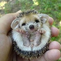 Tracey Swift (@monkeyfeet1302) 's Twitter Profile