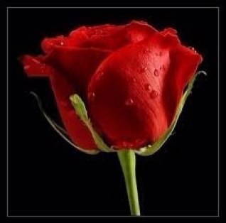 HADEEL408 Profile Picture