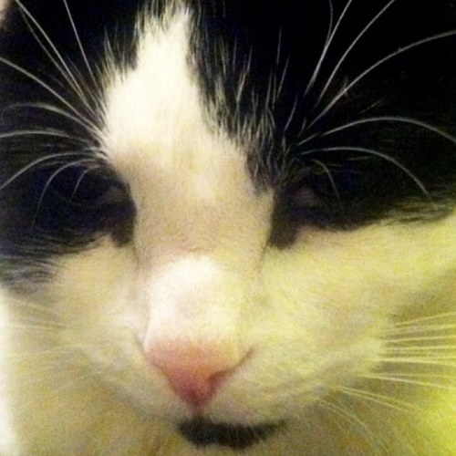 Cat_Probz's profile picture. My life isn't as easy as you think...hold on to that thought I gotta go take a nap before my sleep.