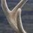 Deer Antler Velvet