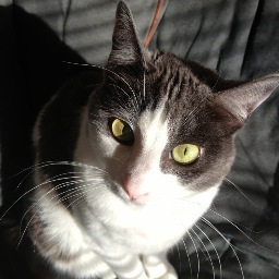 Born on the mean streets of the east Oakland hood. Rescued by super heroes Vern & Boss. Taught to comprehend English, and speak it coherently in Meow. Listen.