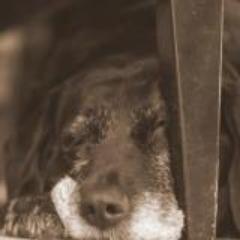 We rescue and re-home senior dogs and offer hospice care to senior dogs in need