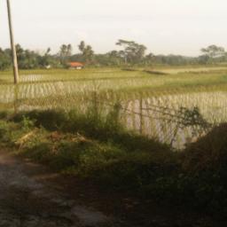 Lawan Mafia Pertanian Yg Puluhan Tahun Mengkebiri Hasil Tani Indonesia