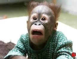 Monkey Face. Feed me bananas please