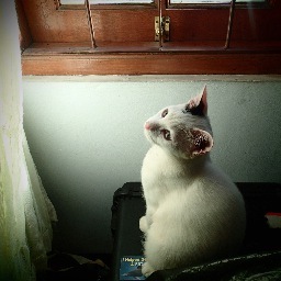 PuciTheCat's profile picture. Visual dairy of a kampong cat. Once was bullied,skinny+sick,but now belive he is awesome+handsome.Full Name:Puci Van Rawa Belong.I rule as king of the house.