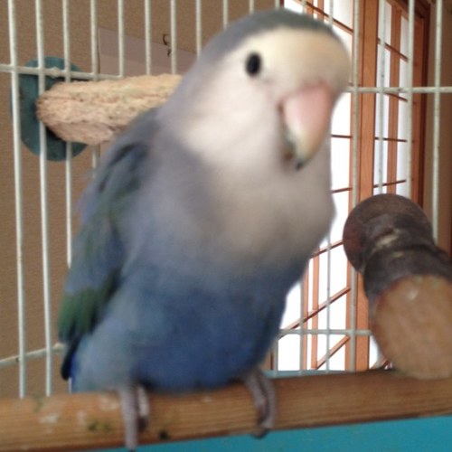 nao_fleur427's profile picture. 会社員。文鳥🐦（男の子3羽）、オカメインコ、サザナミインコ、6歳男児👦の母。favorite→旅行✈️、⚽️、🐕、🦜、🍷、お笑い、歌、音楽♪back numberをこよなく愛してます💕🎸one room party vol.7新潟