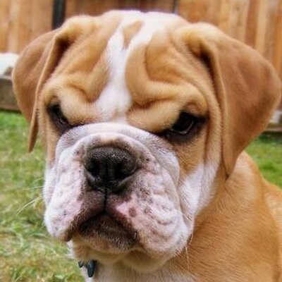 grumpy puppy grumpy puppy grumpypuppy69 grumpy puppy grumpy puppy grumpypuppy69