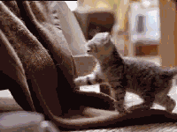 É de arriação mais Meu gato se chama tom..