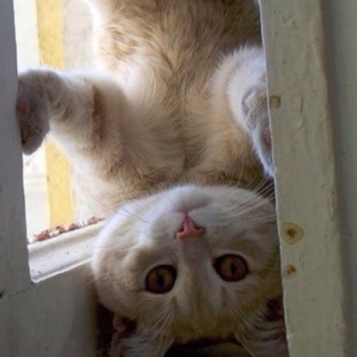 Imacatduh's profile picture. I'm a cat. Get over it.