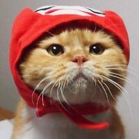 まるぴ 🌗🐈🐢🐚🍺 (@marupi_mb) Twitter profile photo