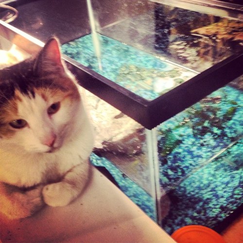 CocoChanel9999's profile picture. MEOW.