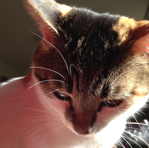 mikanflower's profile picture. 好きな食べ物は粉物（ぱん・パスタ・ラーメン・お好み焼き、たこ焼き） 元「パン屋+和菓子屋+洋菓子屋」の父、元「パン屋」の兄がいました。