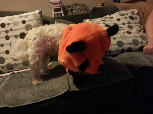 FragileytStrong's profile picture. Go Tigers 🐅