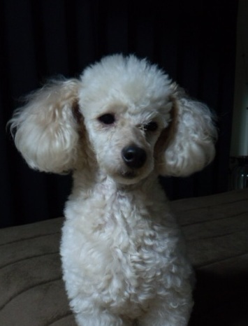 tedy0130's profile picture. ワンちゃん大好き。中でもトイプードルが大好きで、子供のころからずっとトイプードルと一緒です。ワンちゃんについて、トイプードルについて何でも語りましょう＾＾　相互フォローお願いします＾＾