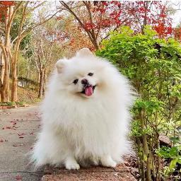 White Pomeranian Gomi - In Memory of My Love Gomi, Forever and Ever.