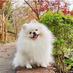 White Pomeranian Gomi (@jessechen) Twitter profile photo White Pomeranian Gomi (@jessechen) Twitter profile photo