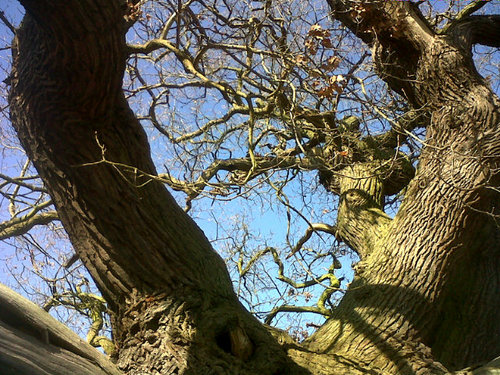 Experienced Tree Surgeons and Fencing. Fully Insured, qualified. Call 01530 817220 or email info@edentreecare.com for a free quote.