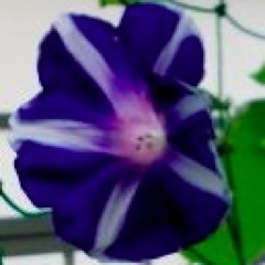 どちらといえばアナログ派。便利すぎる機能は使いこなせないので、シンプルなメカが好き。洗濯機は２槽式を愛用。今はラテアートにハマっています。
