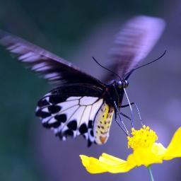 Beth's a poet..,
Gardening & Birds 
Wildlife  & Environment 
Tea by the pot 
Baking & Bees
http://t.co/VBVukjSI9d