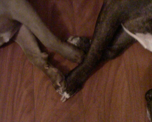 PetConcierge's profile picture. We can make taking care of your pet easier!