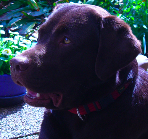 John's Heritage Labrador Retriever vom Tannbach - Deutscher Labrador Zwinger - German Labrador Breeder / Bonny -  Catch me if you can, Baby - Mitglied im DRC