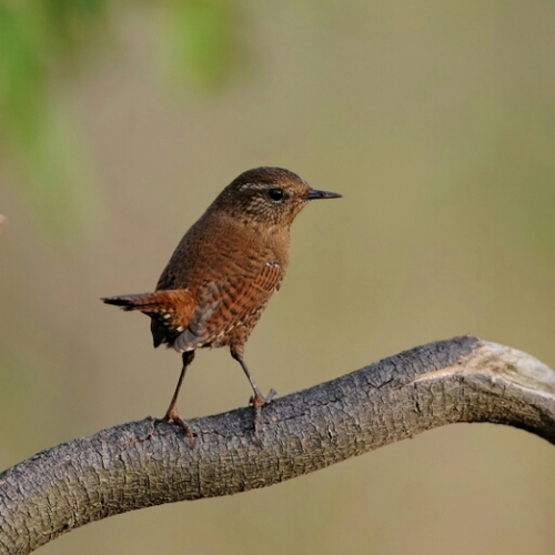 COSRUN's profile picture. KBS