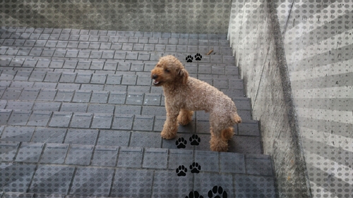 imaimagagaga's profile picture. かがわはうどんだけじゃない