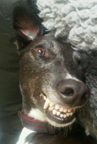 I'm a Greyhound & Chatterbox in my forever home. I live with houndies Bonnie and Clyde, and six pussy cats.
