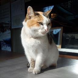 下町の路地裏に生きる、右も左もない愛国心🇯🇵🎌溢れる ネコ🐈。反日が心底嫌い。ヘイトも嫌い。似た考えの人、リプやいいねをもらうと懐いて足もとすりすり(無言フォロー )するのでご容赦を。なでなで(フォロー)もご自由に。DM不要(返事しない)。ff外とか気遣い不要です。