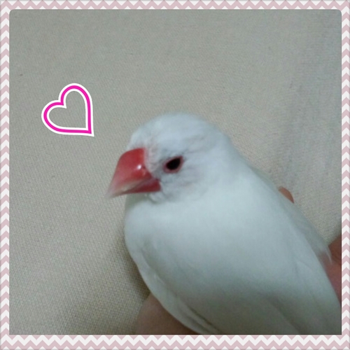 ぴ一ちゃんの思い出を胸に、頑張って生きていきます。うん、がんばる…(´･ω･`)    

すみません、フォローして戴けて嬉しいのですが、鍵付きの方は内容を確認できないのでブロックさせて戴きます。ごめんなさい。    

ヘッダーの画像はyaya様(@yaya_cards)の可愛い絵を許可を戴いた上で拝借しています♪