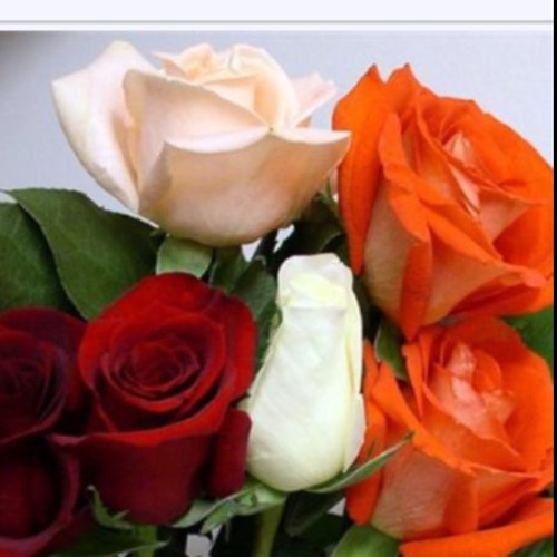 : يَآآرب آبعدني عن گل من گانت نيتہ آن ﯾگسرني ♡̷̷̷̷̷̷̷♡̷̷̷̷̷̷̷ '!