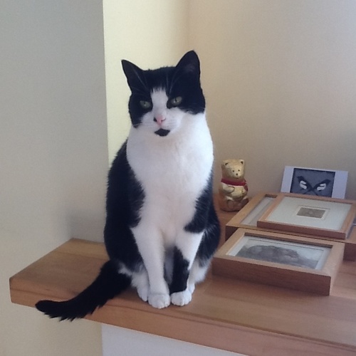 likes art galleries - poetry - early music and folk - the wild places and cities . Disabled by Ataxia but not defeated ! Cat Moreton  ambassacat to Shropshire .